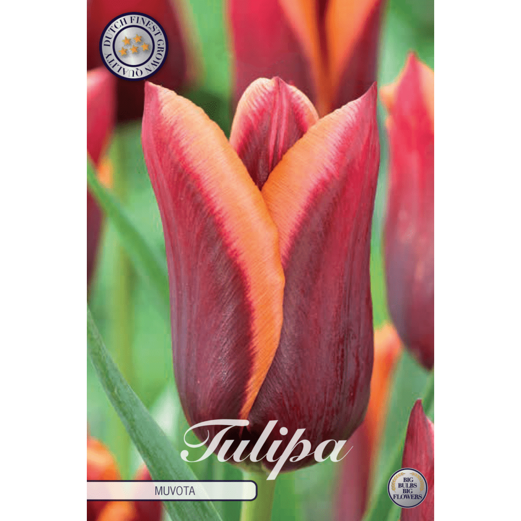 Tulipan Muvota 7-pakning